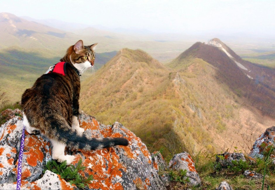 Кошки Алтая