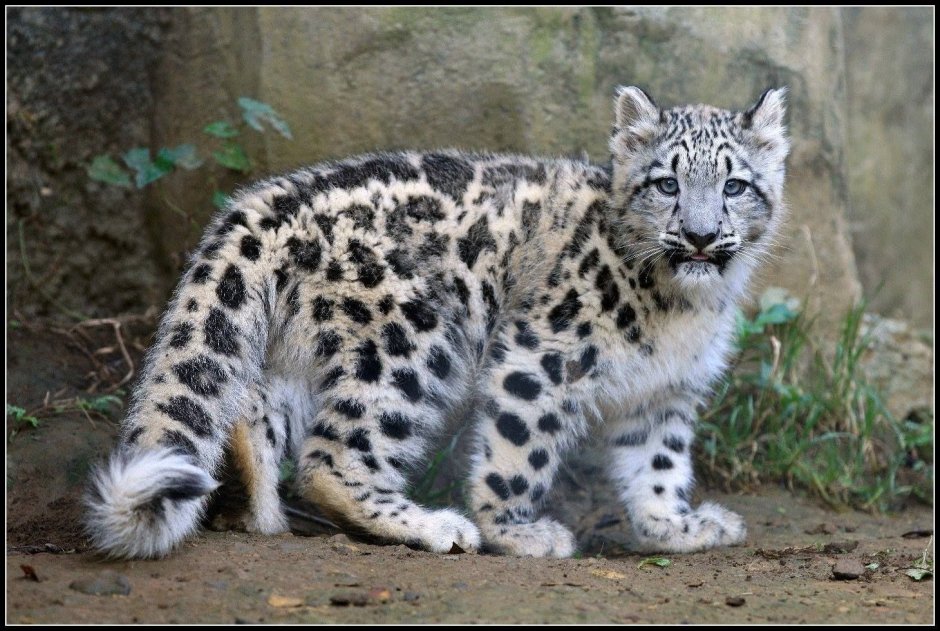 Черный кот японская живопись
