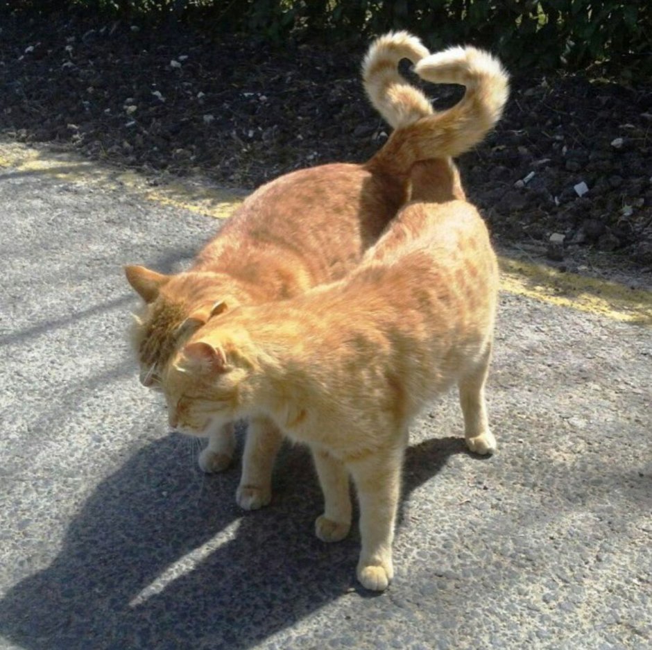 Скелет кота