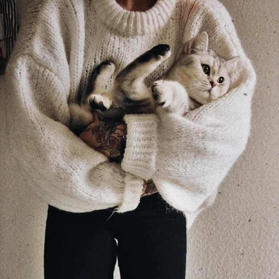 Уютные кошки
