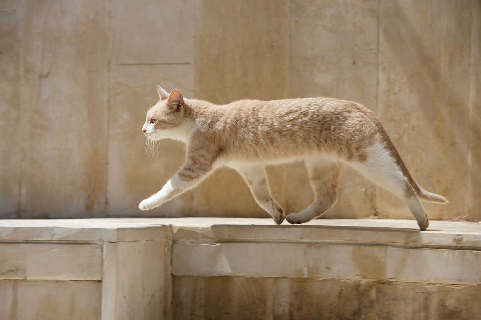 Роскошная жизнь кошки