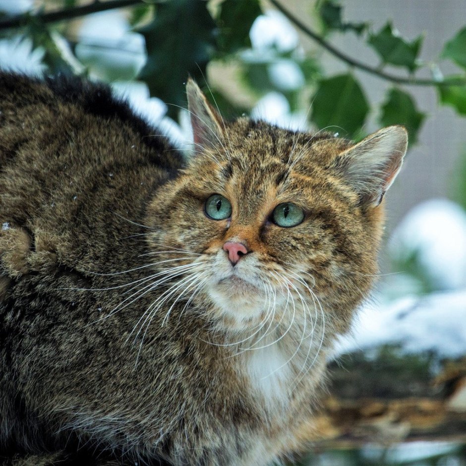 Белая кошка Эстетика