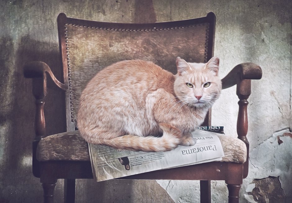 Среднеазиатский Манул