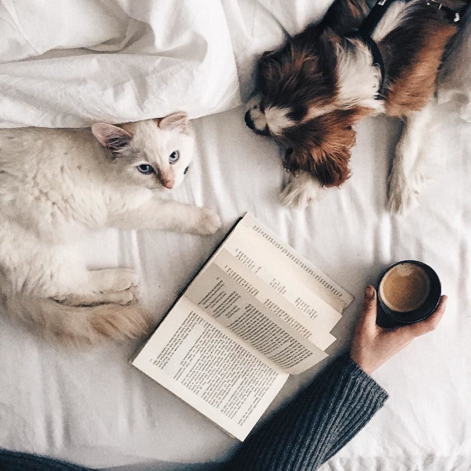 Мифические коты