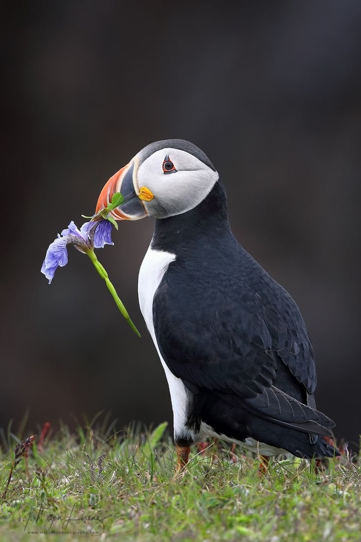Разделка мяса свинины схема