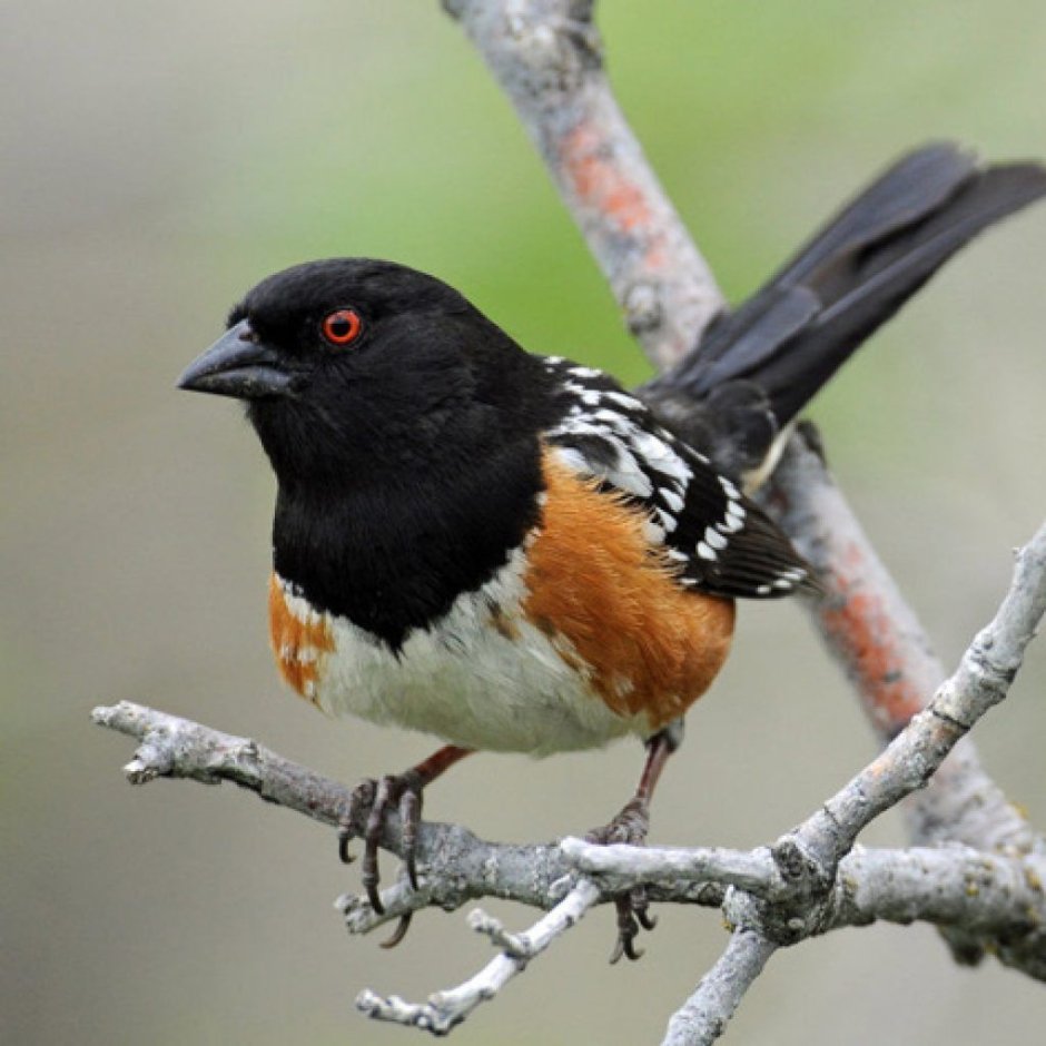 Корейка птица фото