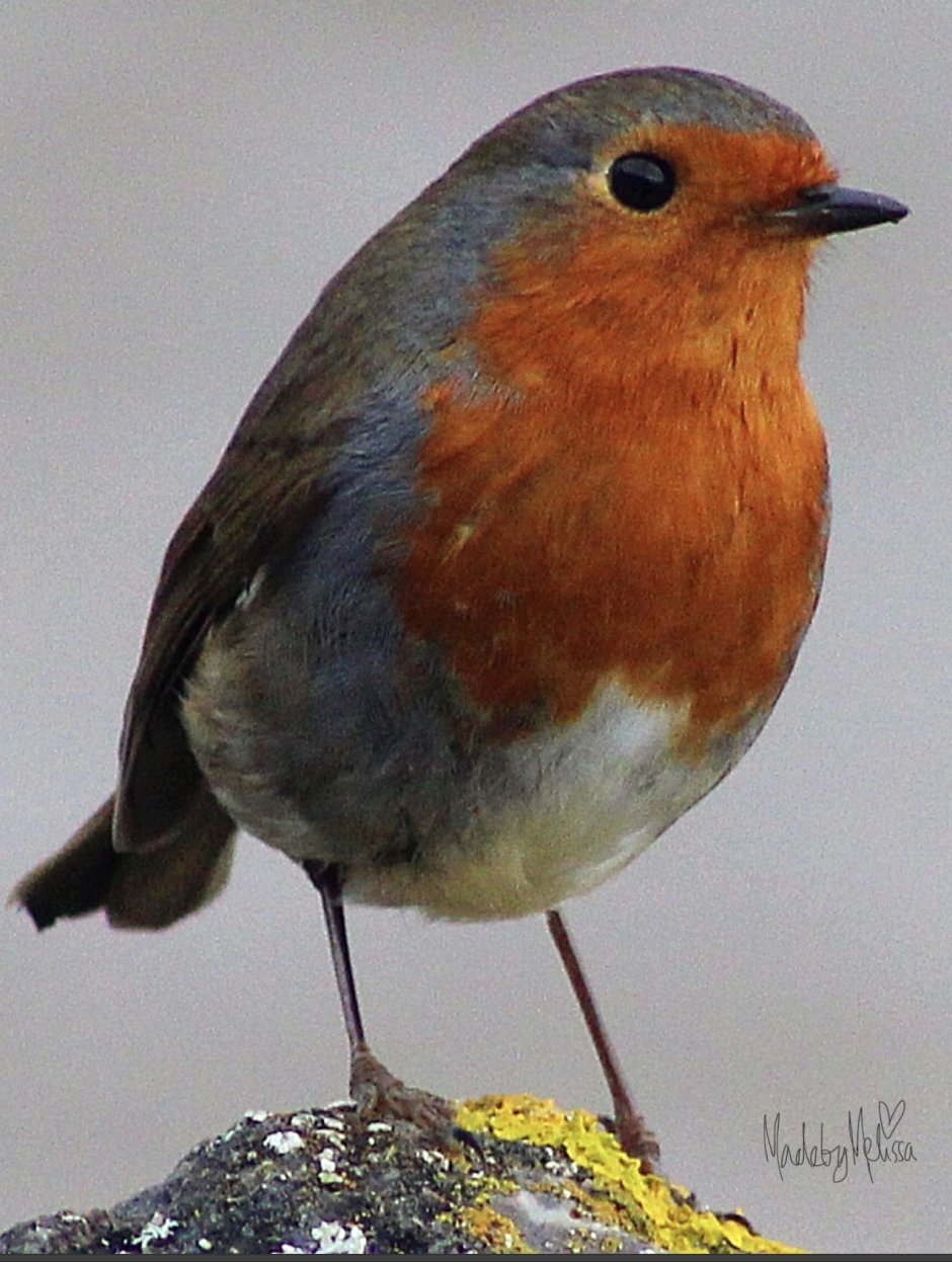 Малиновка с красной грудкой