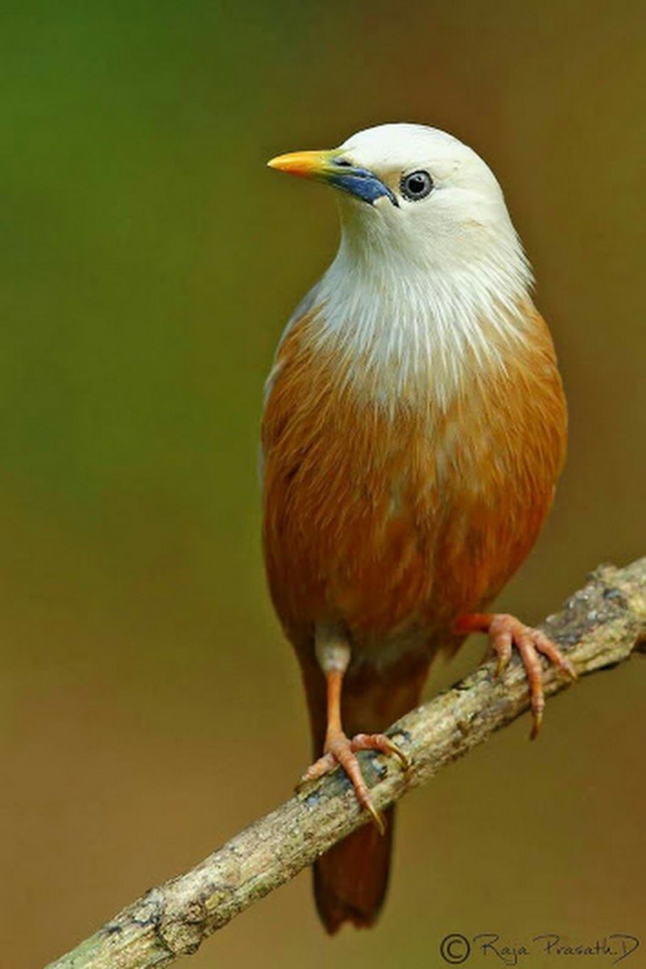 Птица Варнава