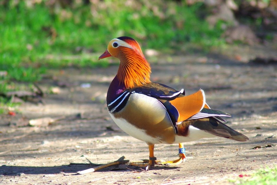 Пинтерест птички