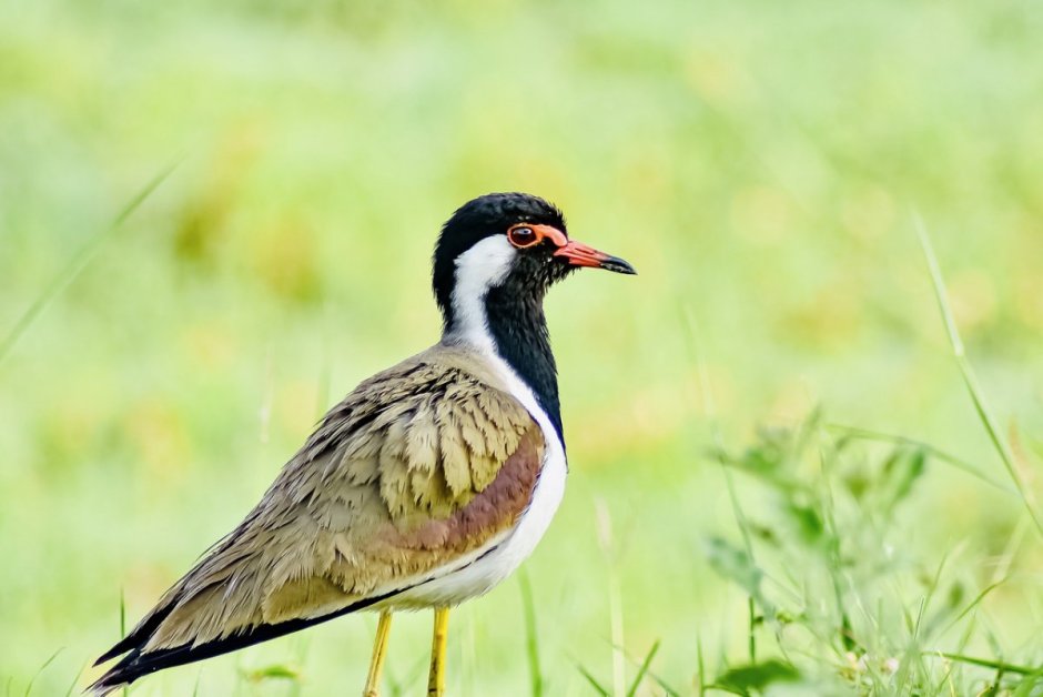 Юкатанская Сойка