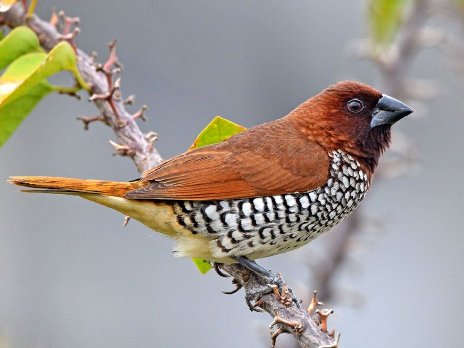 Фазан золотой красный