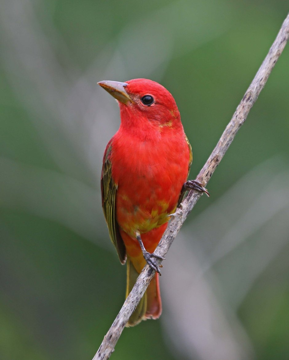 Тибетский Ушастый фазан