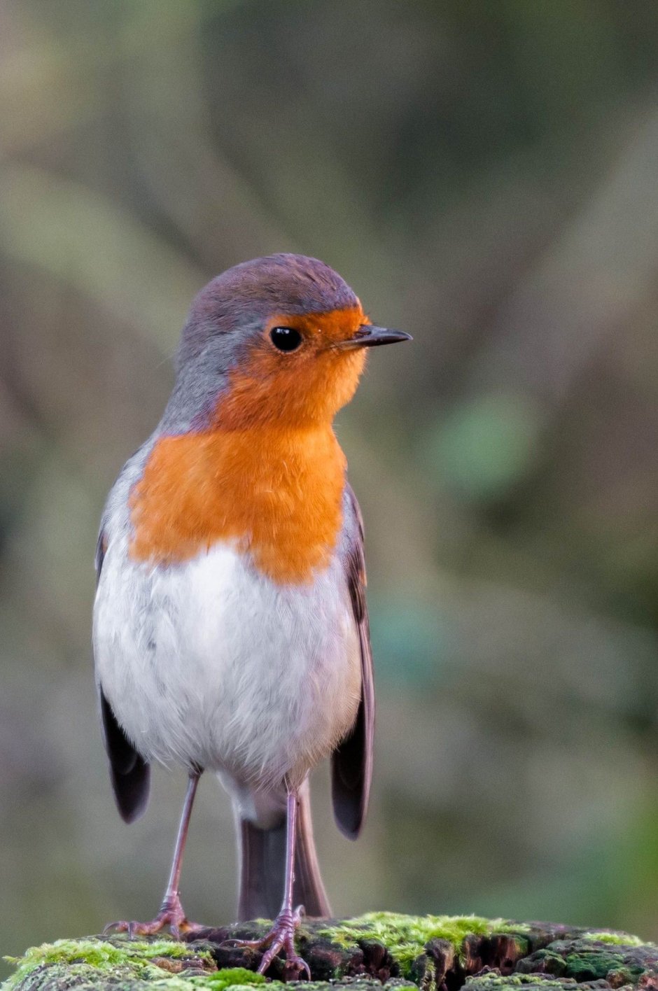 Мелкие птицы