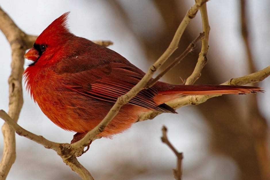 Птица утка Мандаринка