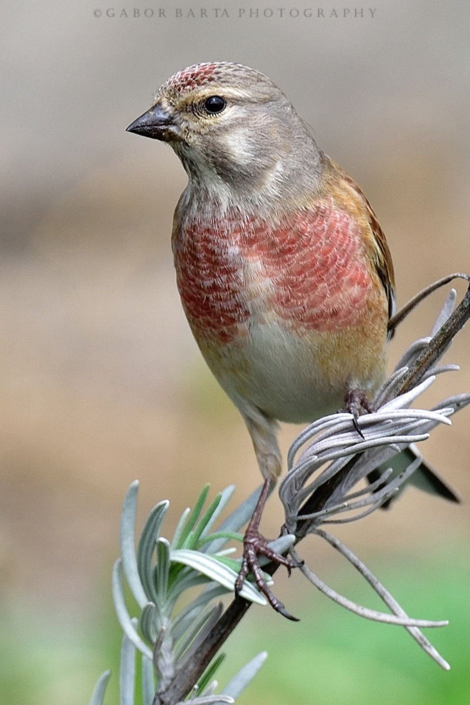 Милые рисунки