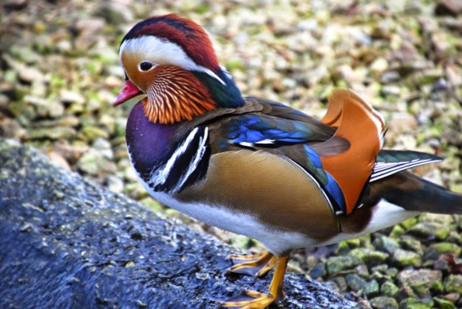 Разноцветная утка Мандаринка