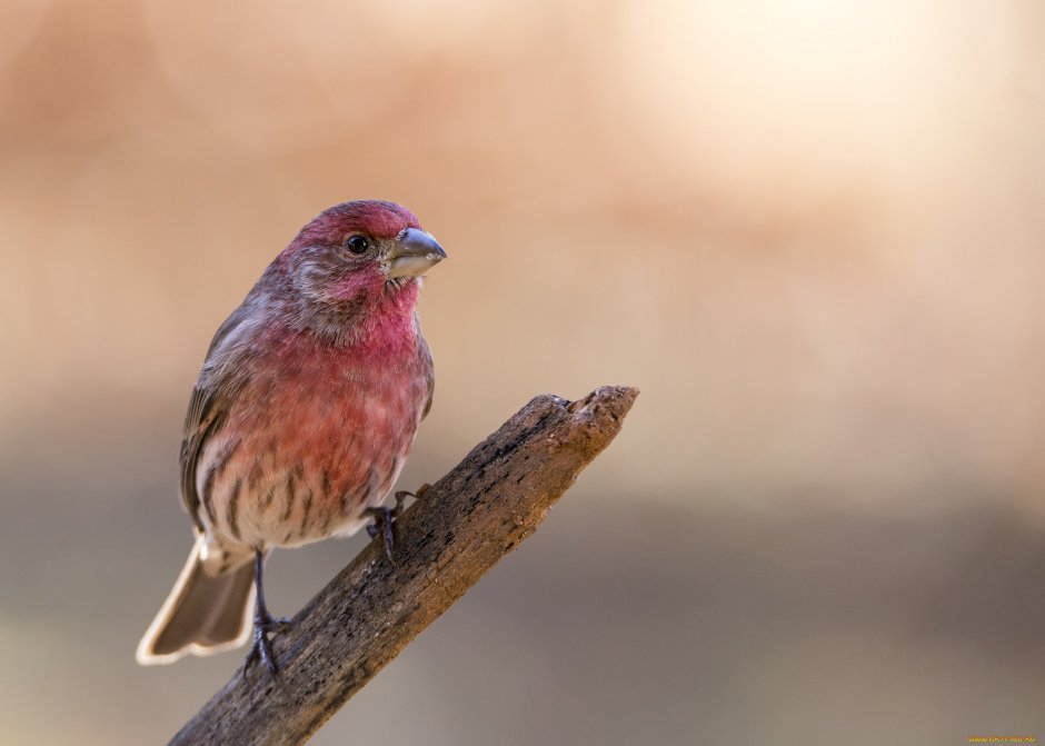 Городские птицы