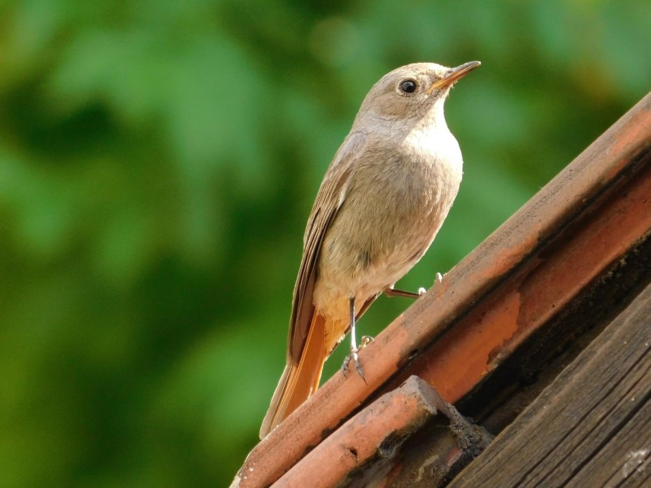 Красный хохлатый Кардинал