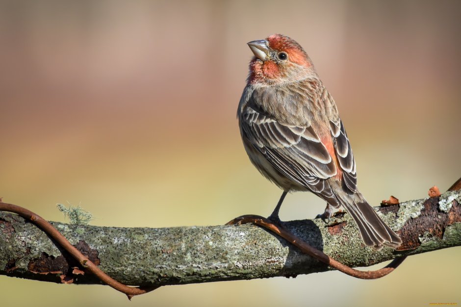Корейка птица