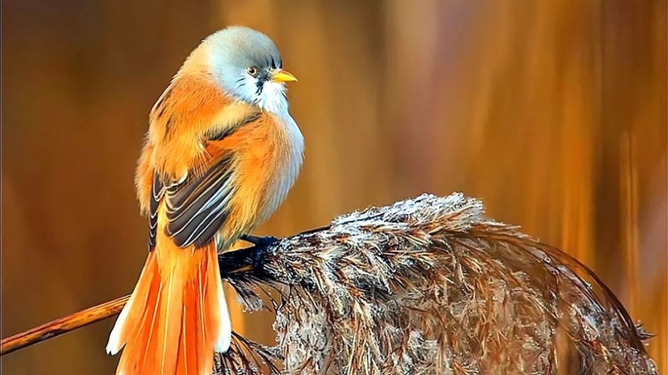 Розовый Какаду Гала