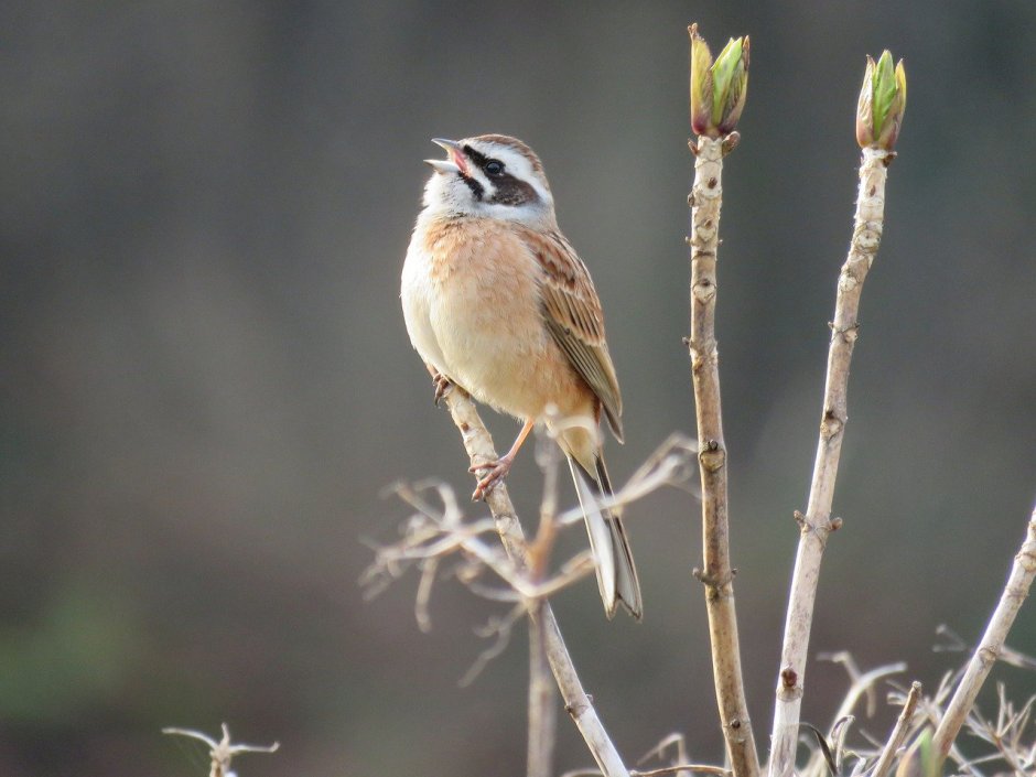 Красногрудая Зарянка