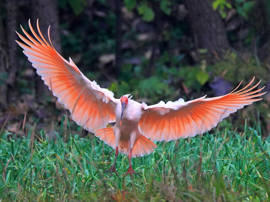 Сиреневогрудая сизоворонка