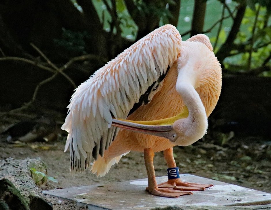 Королевский фазан