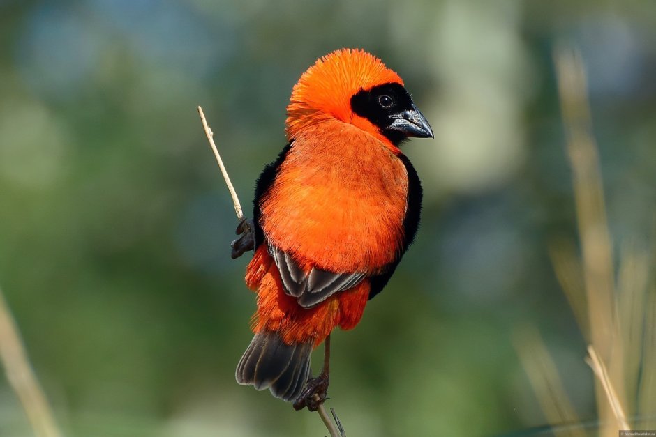 Принт тропические птицы