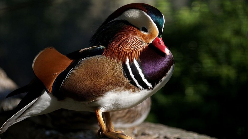 Мандаринка (птица)