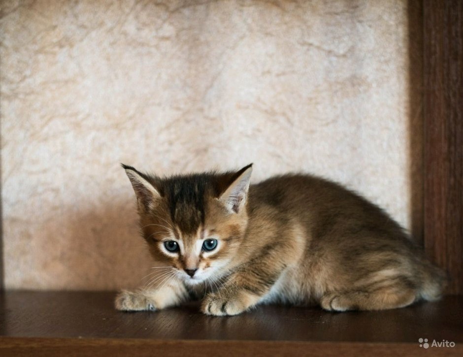 Чаузи котята
