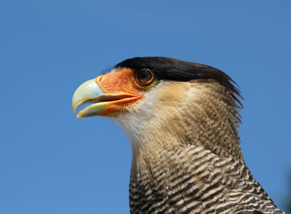 Caracara Polyborus