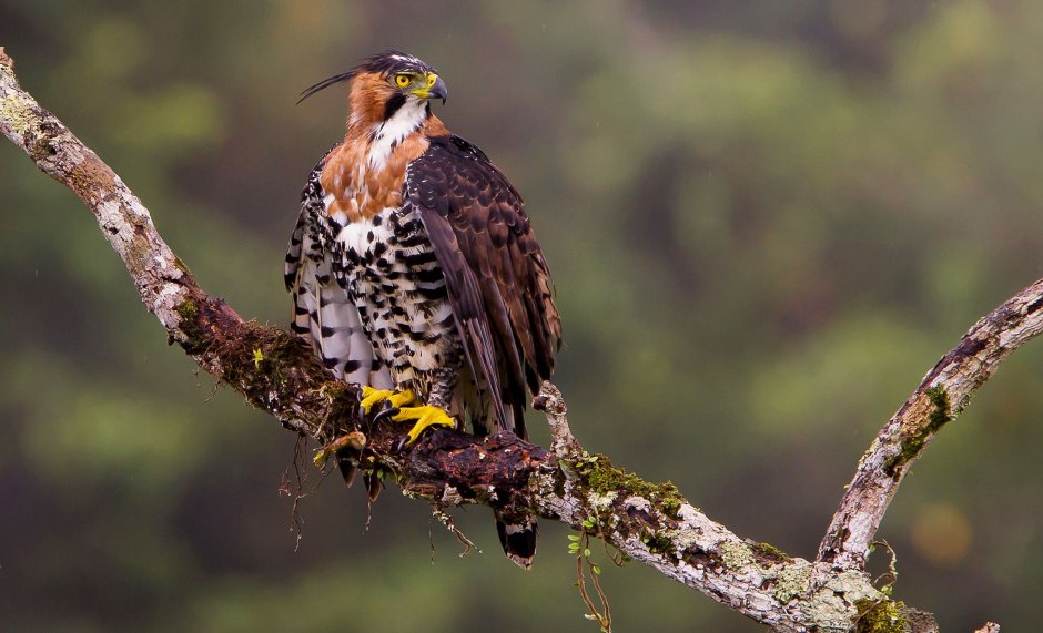 Spizaetus ornatus