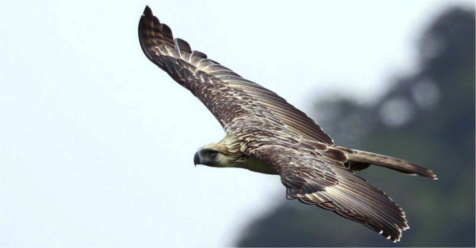 Harpy Eagle в полете