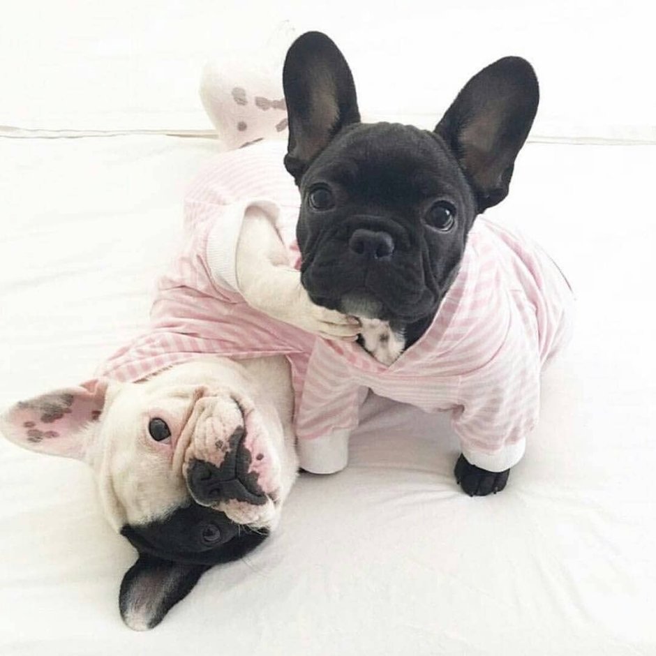 Pink французский бульдог