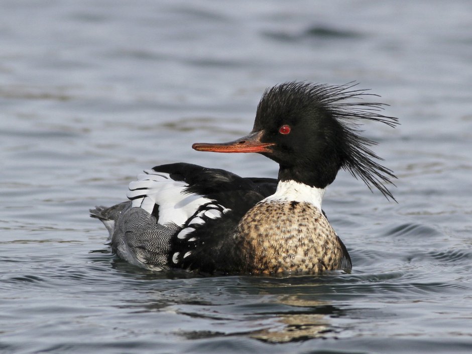Большой крохаль Mergus Merganser