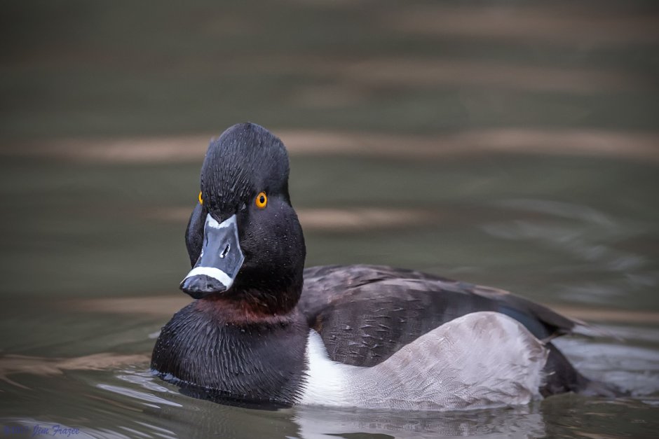 Черношейная поганка Podiceps nigricollis