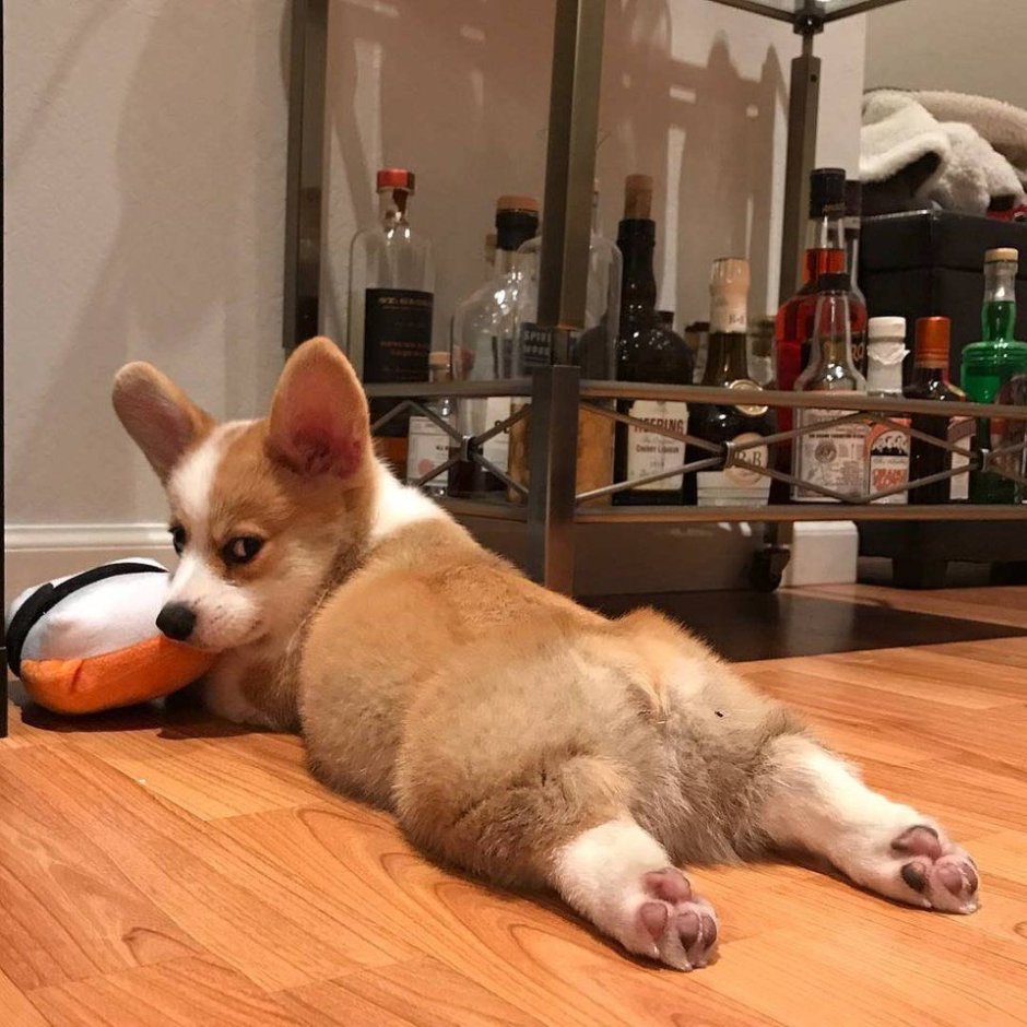 Вельш корги терьер