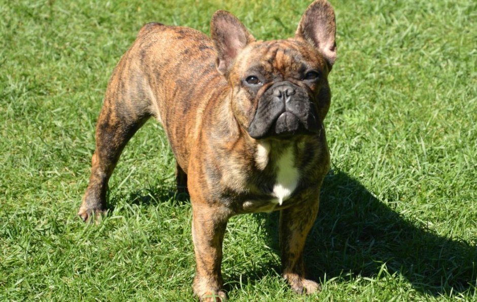 Французский бульдог Brindle