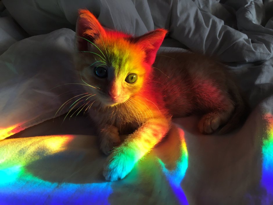 Разноцветные котята
