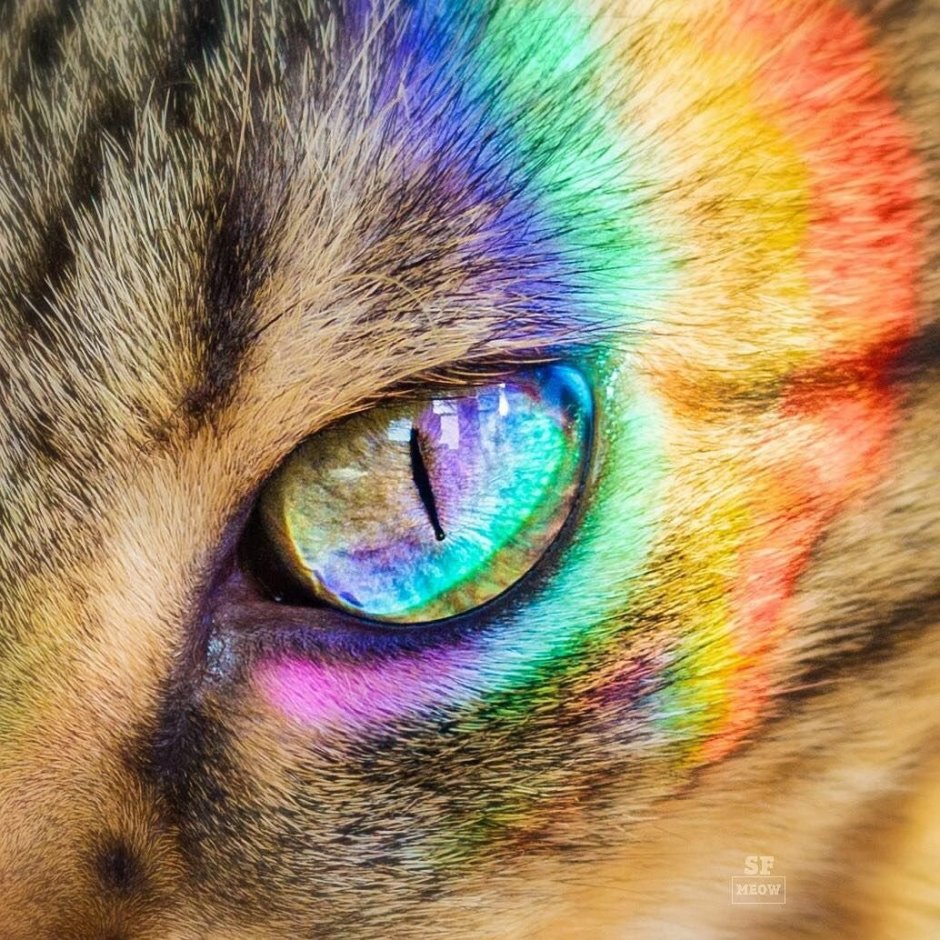 Радужный кот