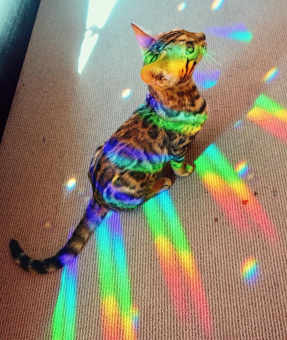 Радужных кошек
