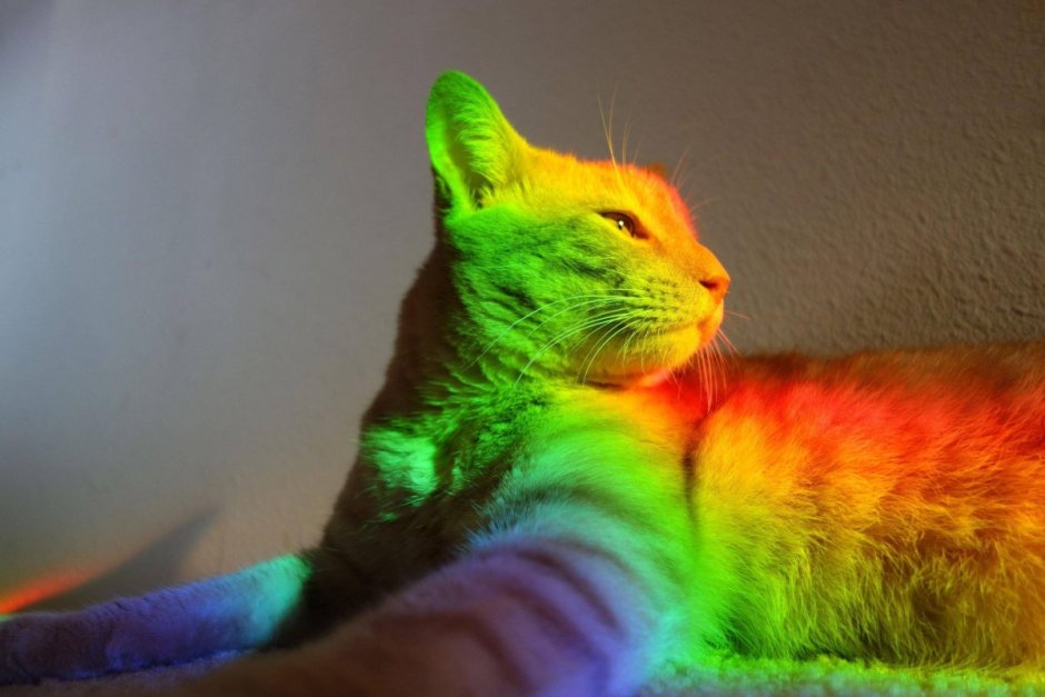 Радужная кошка
