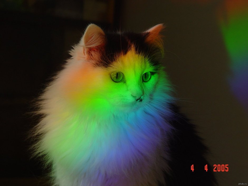 Разноцветная кошка