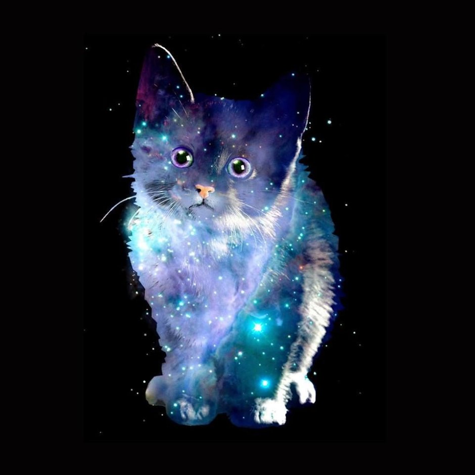 Космический котик