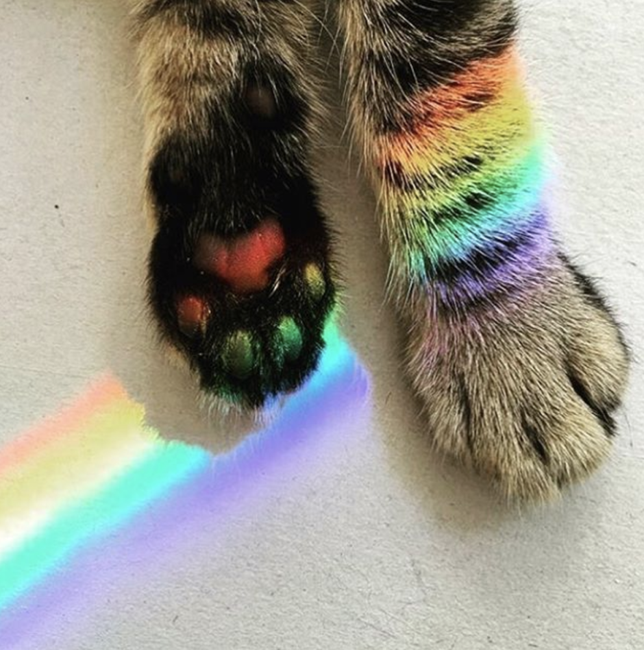 Радужные лапки кота