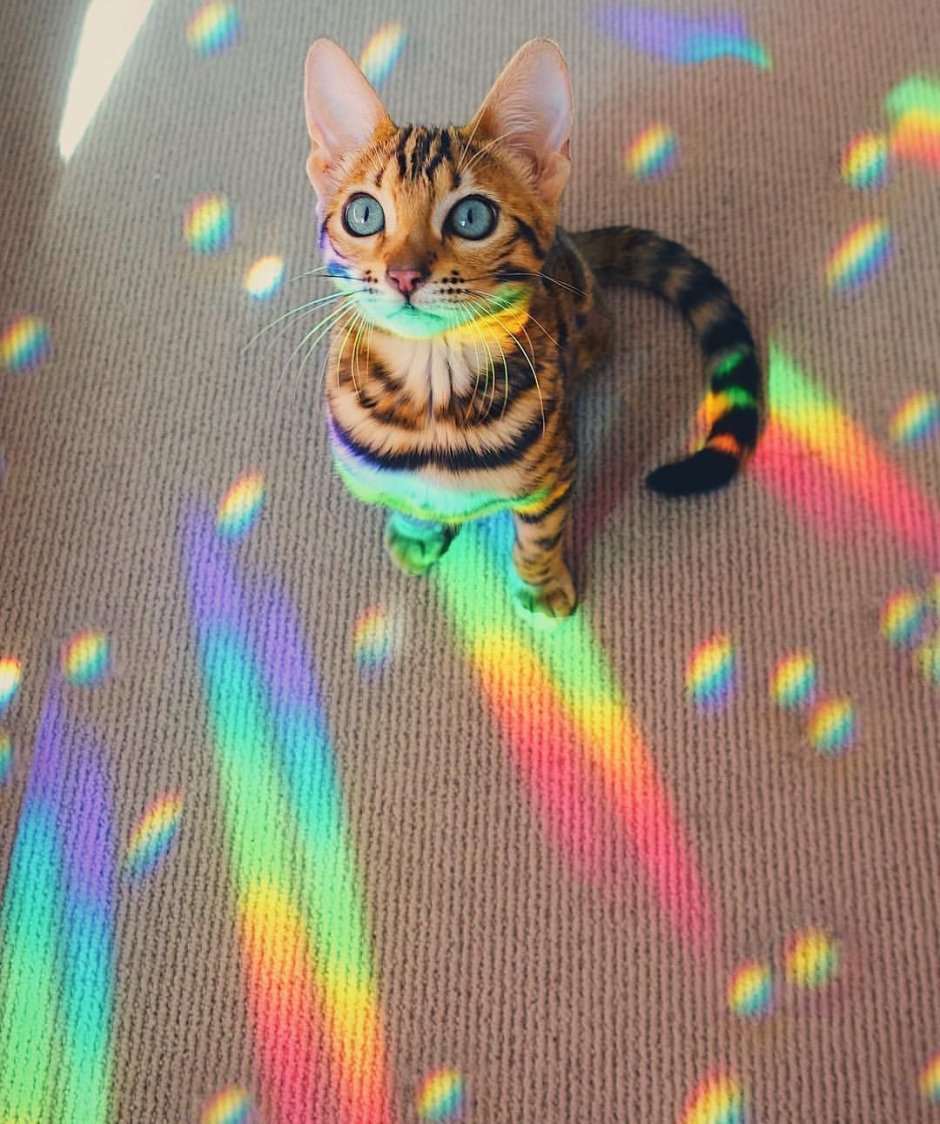 Радужная кошка