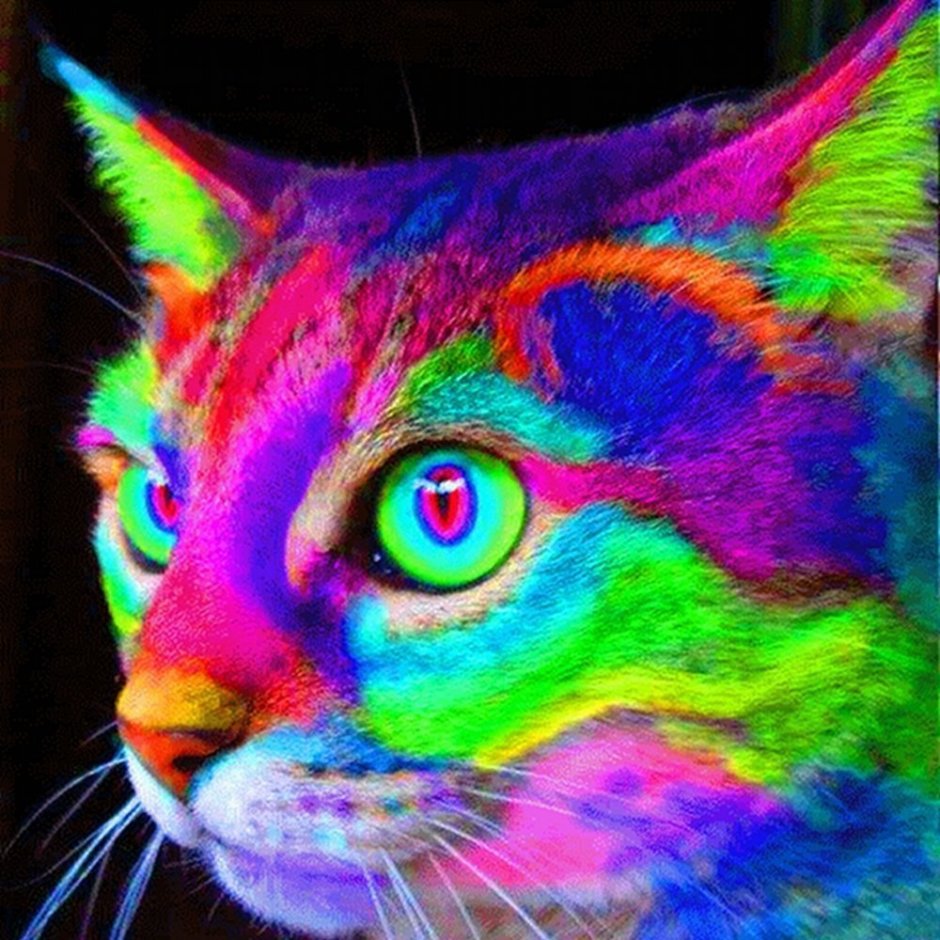 Радужная кошка