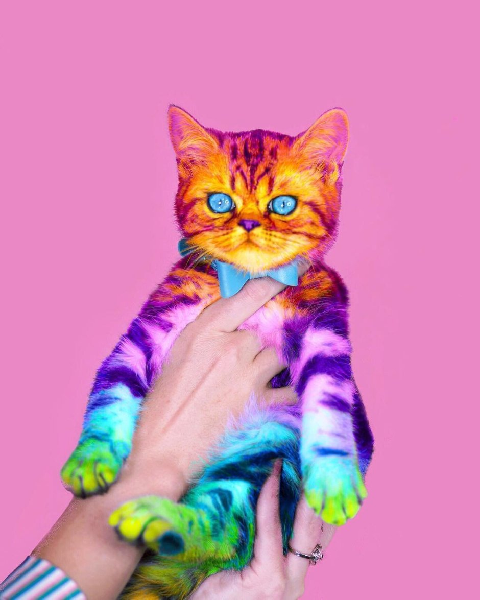 Покрашенные коты