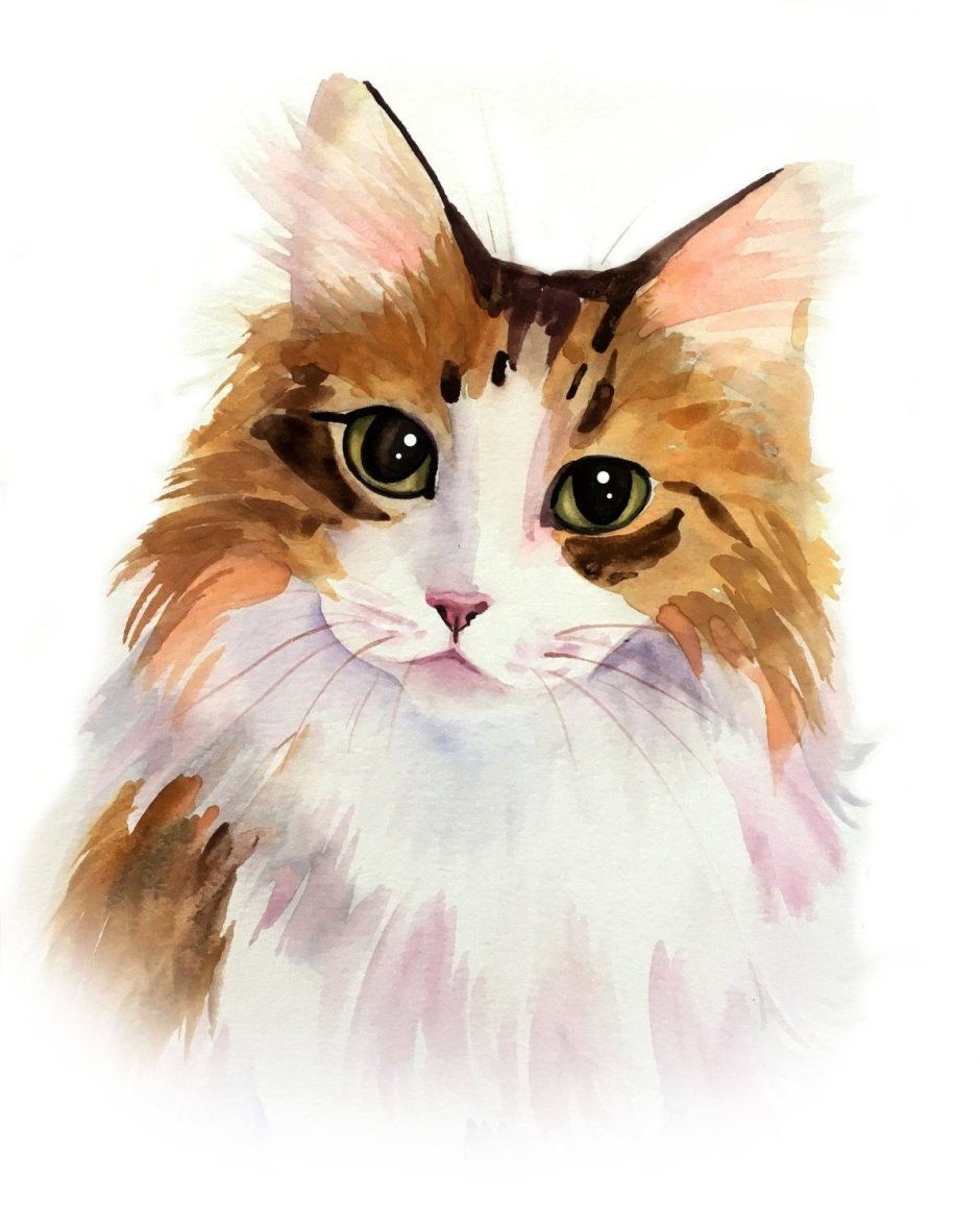 Трёхцветная кошка