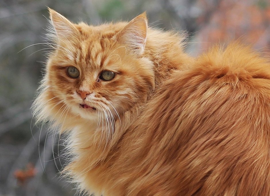 Рыжий длинношерстный Сибирский кот